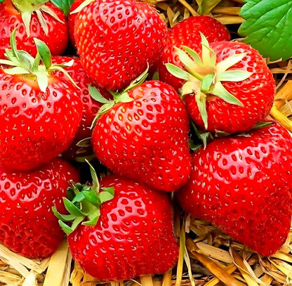 Tresca Strawberry Seeds